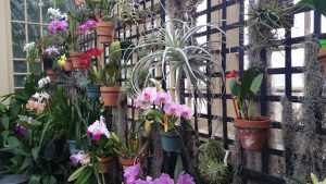 Orchid Room