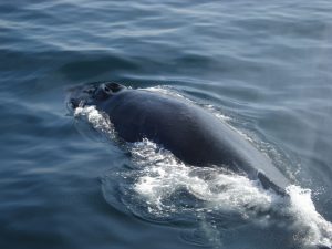 Whale Surfacing for Breath