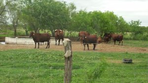 Ranch Residents 