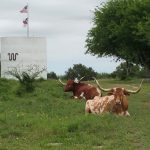 Longhorns at King Ranch