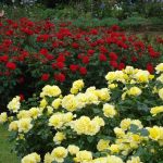 Queen Mary's Rose Garden