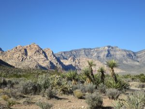 Joshua Trees, Creosote and Yucca