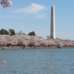 Cherry Blossom Trees Washington, D.C.