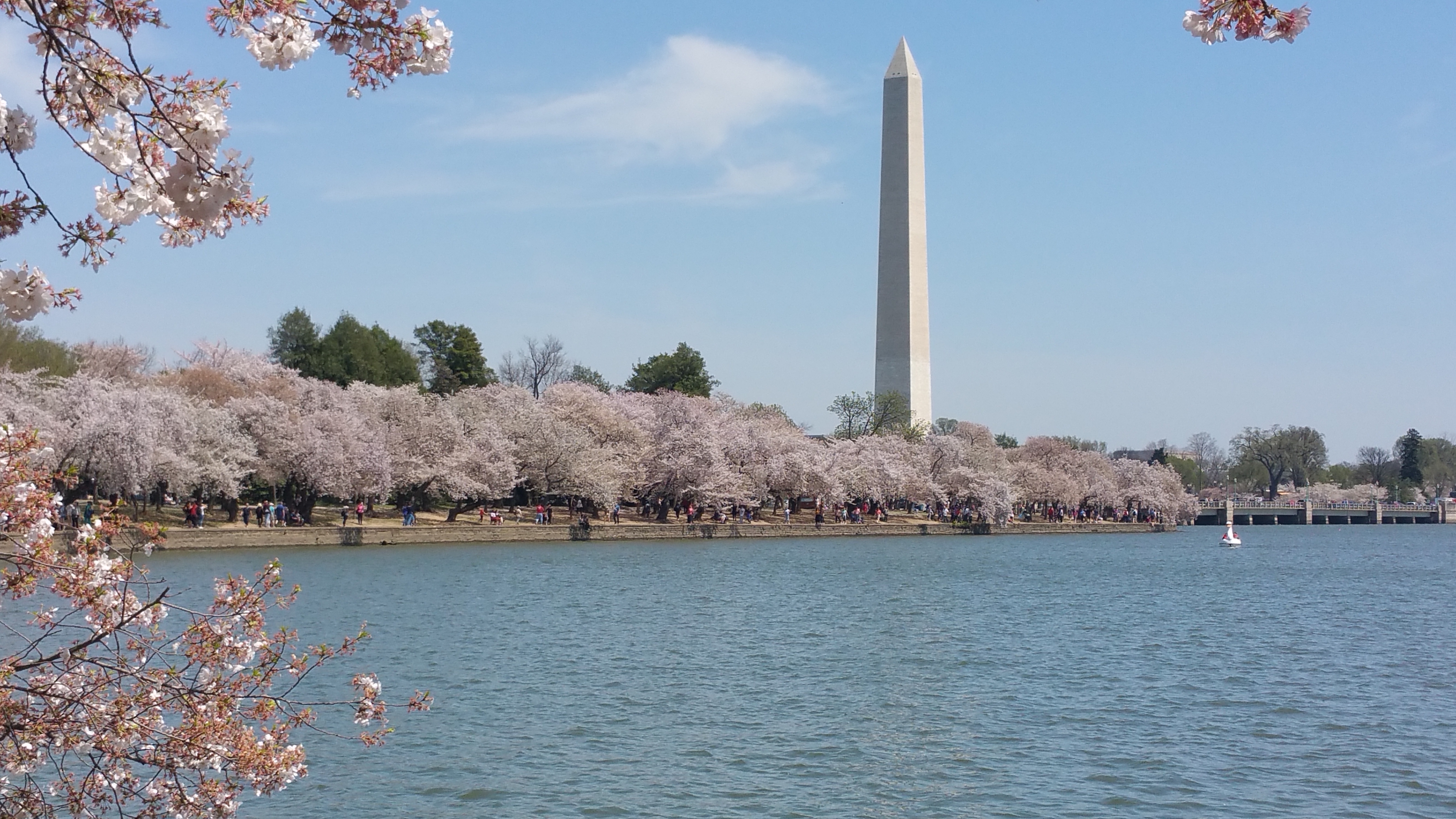 Cherry Blossom Trees Washington, D.C.